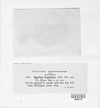 Gymnopus dryophilus image